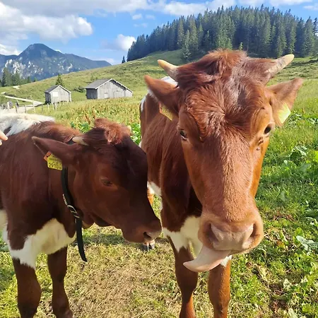 Appartement Mountainlove *