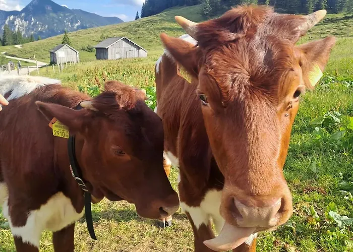 Apartment Mountainlove *